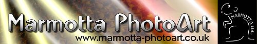 Marmotta-Photoart